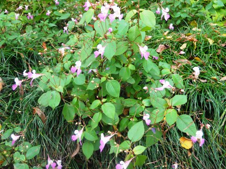 Impatiens balfourii